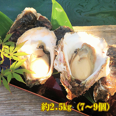 楽天市場 検査済 能登産 岩牡蠣 約2 5kg 7 9個 生食用 専用ナイフ 片手用軍手付 物産展グルメ