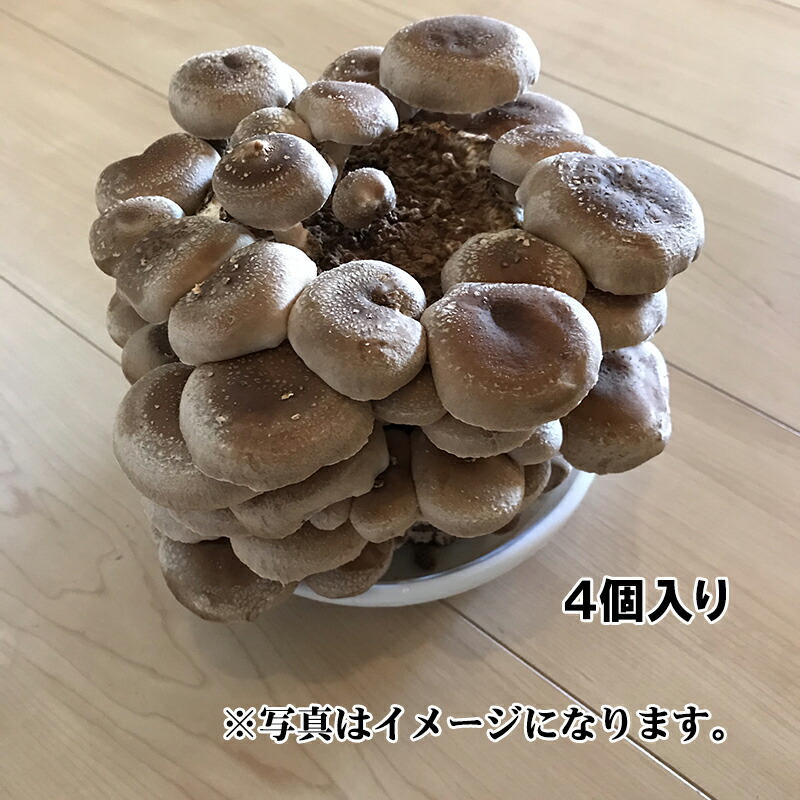 楽天市場】カネコ種苗 原木しいたけ栽培セット なるきのこDX JAN