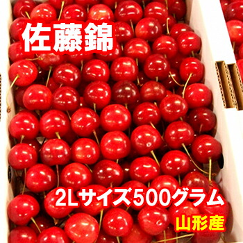 <br>【予約】さくらんぼ 佐藤錦 2Lサイズ 500グラム【クール便発送】【送料無料】【山形産】だいちゃん農園