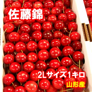 <br>【予約】さくらんぼ 佐藤錦 2Lサイズ 1キロ【クール便発送】【送料無料】【山形産】だいちゃん農園