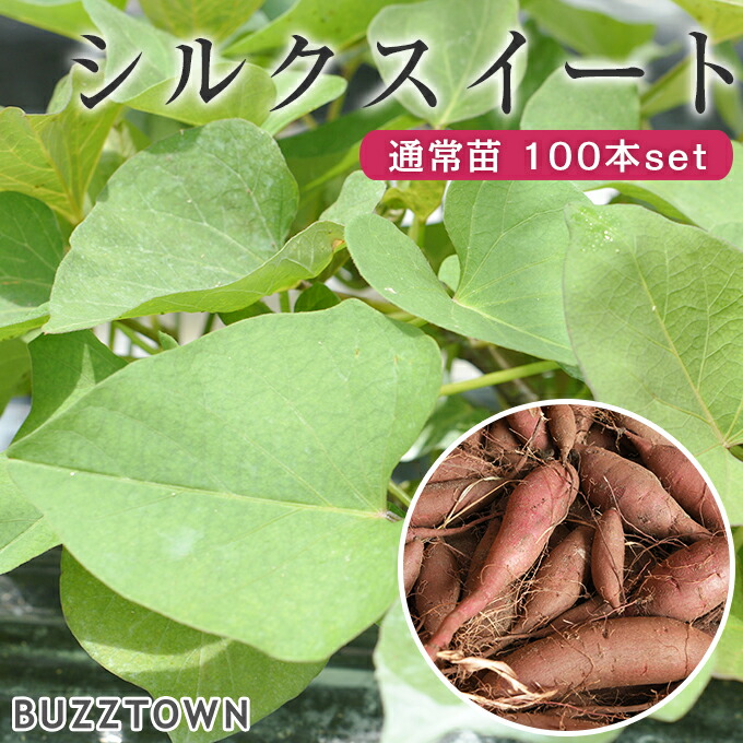 シルクスイート芋苗200本 シルクスイート苗200本 - メルカリ
