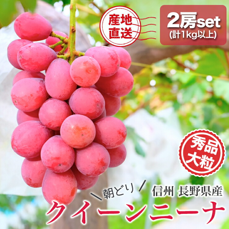 ご確認用　信州産クイーンニーナ 2025年発送【全房糖度20度保証付】クイーンニーナ 約1kg 2～3房