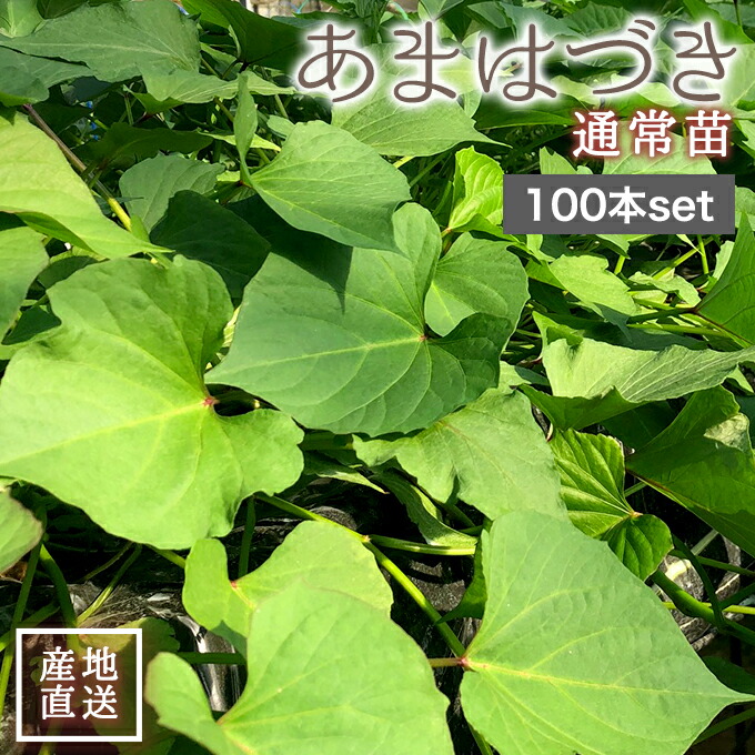 楽天市場】さつまいも 苗 安納芋 1束10本 : プロジェクト鹿児島