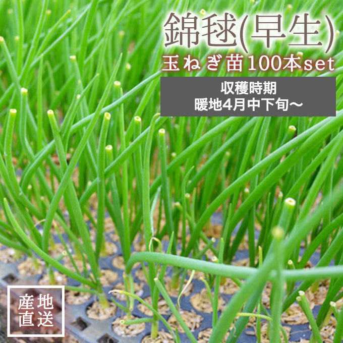 楽天市場】タマネギ（早生品種：ラムダ2号） 3号 ポット苗 1鉢 玉葱