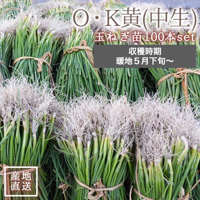 楽天市場】タマネギ（早生品種：ラムダ2号） 3号 ポット苗 1鉢 玉葱