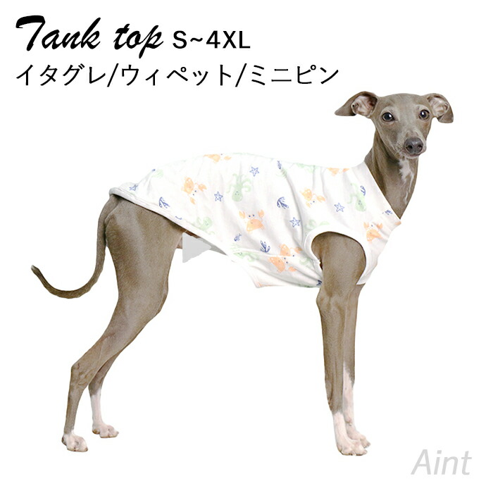 蛍光ピンクメッシュのタンクトップ　小さめSサイズ　イタグレ服　犬服 楽天市場】イタグレ タンクトップ ウィペット ミニピン イタグレ服 総