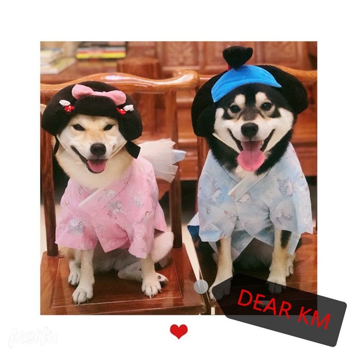犬着物かつら正月ちょんまげハロウィンクリスマスイベント帽子ポメラニアンミニチュアシュナウザーヨークシャテリアヨーキーシーズーマルチーズフレンチブルドッグキャバリアパグパピヨンボストンテリア殿姫舞子侍時代劇撮影イベントKM134G