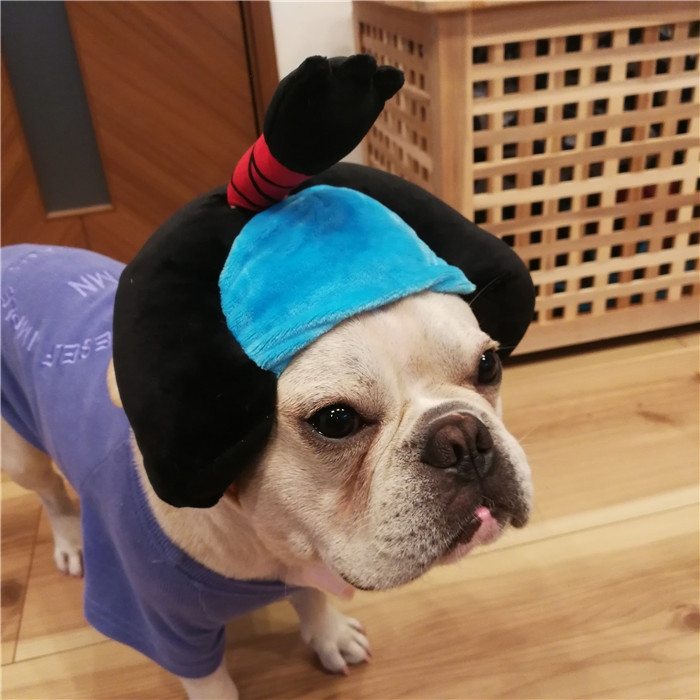 犬着物かつら正月ちょんまげハロウィンクリスマスイベント帽子ポメラニアンミニチュアシュナウザーヨークシャテリアヨーキーシーズーマルチーズフレンチブルドッグキャバリアパグパピヨンボストンテリア殿姫舞子侍時代劇撮影イベントKM134G