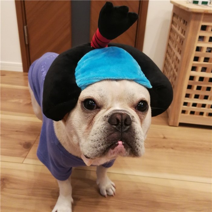 犬着物かつら正月ちょんまげハロウィンクリスマスイベント帽子ポメラニアンミニチュアシュナウザーヨークシャテリアヨーキーシーズーマルチーズフレンチブルドッグキャバリアパグパピヨンボストンテリア殿姫舞子侍時代劇撮影イベントKM134G
