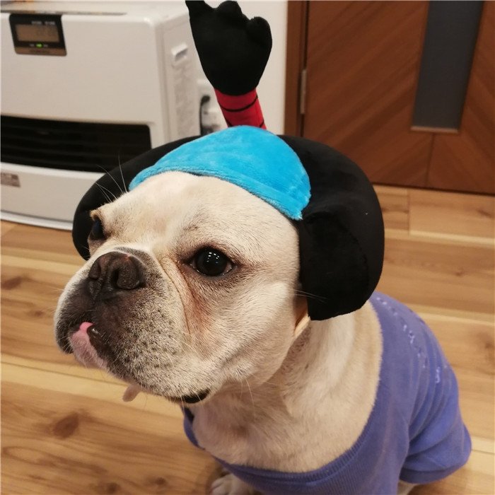 犬着物かつら正月ちょんまげハロウィンクリスマスイベント帽子ポメラニアンミニチュアシュナウザーヨークシャテリアヨーキーシーズーマルチーズフレンチブルドッグキャバリアパグパピヨンボストンテリア殿姫舞子侍時代劇撮影イベントKM134G