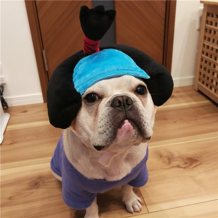 犬着物かつら正月ちょんまげハロウィンクリスマスイベント帽子ポメラニアンミニチュアシュナウザーヨークシャテリアヨーキーシーズーマルチーズフレンチブルドッグキャバリアパグパピヨンボストンテリア殿姫舞子侍時代劇撮影イベントKM134G
