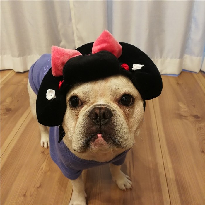 犬着物かつら正月ちょんまげハロウィンクリスマスイベント帽子ポメラニアンミニチュアシュナウザーヨークシャテリアヨーキーシーズーマルチーズフレンチブルドッグキャバリアパグパピヨンボストンテリア殿姫舞子侍時代劇撮影イベントKM134G
