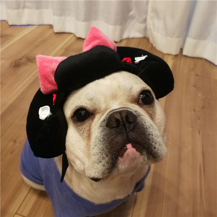 犬着物かつら正月ちょんまげハロウィンクリスマスイベント帽子ポメラニアンミニチュアシュナウザーヨークシャテリアヨーキーシーズーマルチーズフレンチブルドッグキャバリアパグパピヨンボストンテリア殿姫舞子侍時代劇撮影イベントKM134G