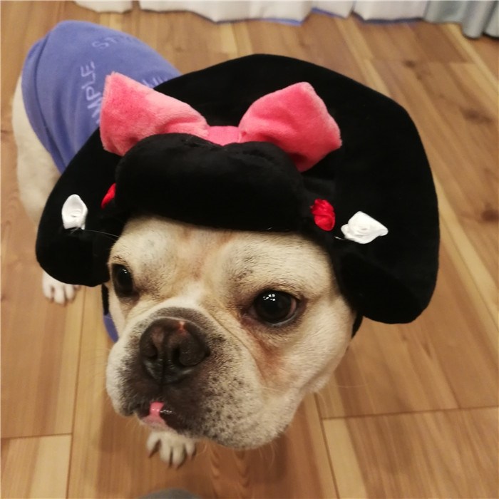 犬着物かつら正月ちょんまげハロウィンクリスマスイベント帽子ポメラニアンミニチュアシュナウザーヨークシャテリアヨーキーシーズーマルチーズフレンチブルドッグキャバリアパグパピヨンボストンテリア殿姫舞子侍時代劇撮影イベントKM134G