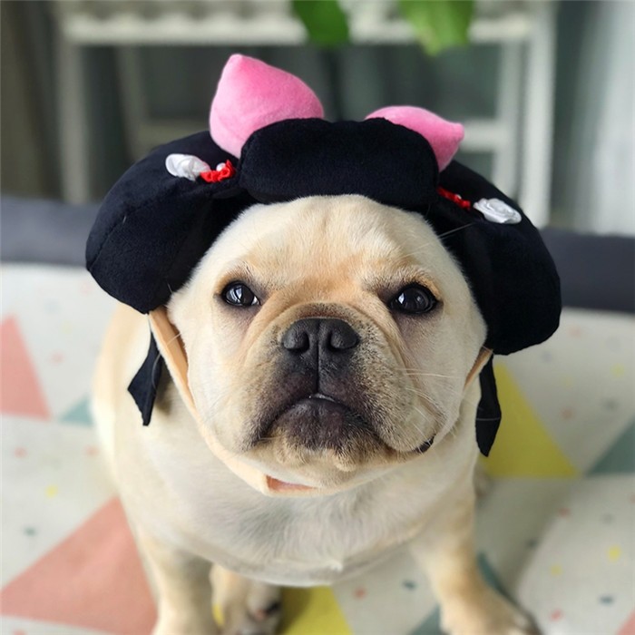 犬着物かつら正月ちょんまげハロウィンクリスマスイベント帽子ポメラニアンミニチュアシュナウザーヨークシャテリアヨーキーシーズーマルチーズフレンチブルドッグキャバリアパグパピヨンボストンテリア殿姫舞子侍時代劇撮影イベントKM134G