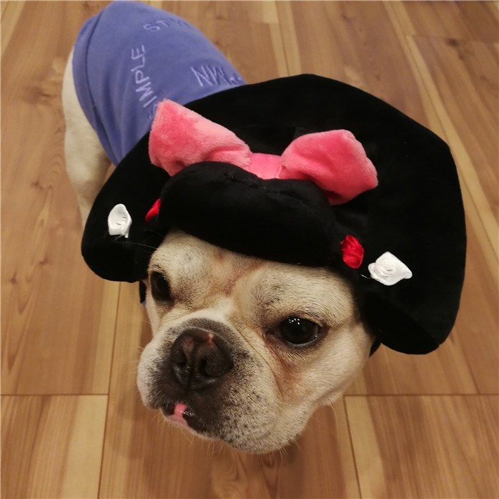 犬着物かつら正月ちょんまげハロウィンクリスマスイベント帽子ポメラニアンミニチュアシュナウザーヨークシャテリアヨーキーシーズーマルチーズフレンチブルドッグキャバリアパグパピヨンボストンテリア殿姫舞子侍時代劇撮影イベントKM134G