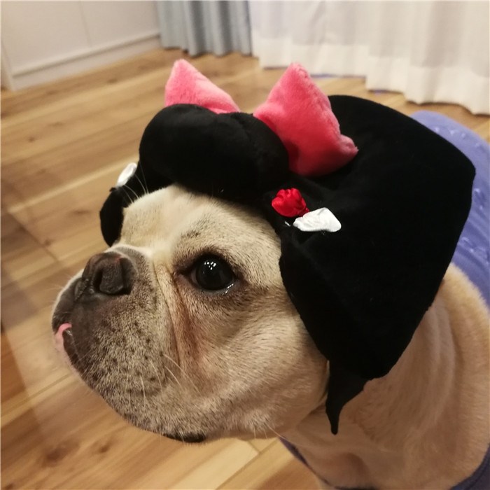 犬着物かつら正月ちょんまげハロウィンクリスマスイベント帽子ポメラニアンミニチュアシュナウザーヨークシャテリアヨーキーシーズーマルチーズフレンチブルドッグキャバリアパグパピヨンボストンテリア殿姫舞子侍時代劇撮影イベントKM134G