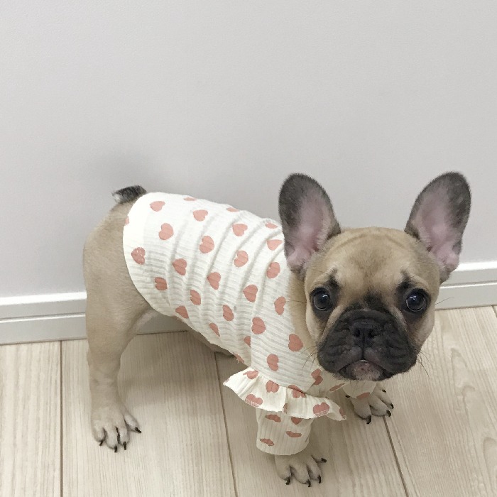 楽天市場 フレンチブルドッグ 服 犬 パピー春 秋 小型犬 中型犬 かわいい オシャレ トイプードル チワワ 柴犬 ダックス ポメラニアン ヨーキー シーズー マルチーズ キャバリア パグ パピヨンkm343ts New フィットネス ヨガウェアbestwear