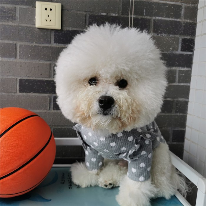 楽天市場 フレンチブルドッグ 服 犬 パピー春 秋 小型犬 中型犬 かわいい オシャレ トイプードル チワワ 柴犬 ダックス ポメラニアン ヨーキー シーズー マルチーズ キャバリア パグ パピヨンkm343ts New フィットネス ヨガウェアbestwear