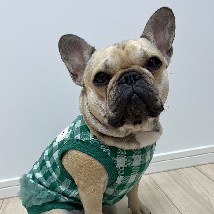 最安値 フレンチブルドッグ フレブル チェック柄 タンクトップ 犬 春秋冬 送料無料 レッド グリーン ブラック クリスマス ペアロック 多頭飼いにおすすめ 部屋着 ルームウェア 可愛い おしゃれ伸縮性有 New Www Tsujide Co Jp 最安値 フレンチブルドッグ フレブル チェック柄 タンクトップ 犬 春秋冬 送料無料 レッド グリーン ブラック クリスマス ペアロック 多頭飼いにおすすめ 部屋着 ルームウェア 可愛い おしゃれ伸縮性有 New Www Tsujide Co Jp