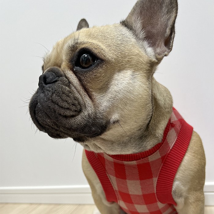 最安値 フレンチブルドッグ フレブル チェック柄 タンクトップ 犬 春秋冬 送料無料 レッド グリーン ブラック クリスマス ペアロック 多頭飼いにおすすめ 部屋着 ルームウェア 可愛い おしゃれ伸縮性有 New Www Tsujide Co Jp 最安値 フレンチブルドッグ フレブル チェック柄 タンクトップ 犬 春秋冬 送料無料 レッド グリーン ブラック クリスマス ペアロック 多頭飼いにおすすめ 部屋着 ルームウェア 可愛い おしゃれ伸縮性有 New Www Tsujide Co Jp