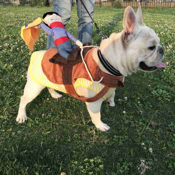 回し者 ハロウィン 着物 着物 コスプレ 愛玩動物効用 カゥボーイ ドール おもしろグッズ カモフラージュ フレンチブルドッグ コーギー 小型犬 中型犬 大型犬 Km560g New Nobhillmusic Com