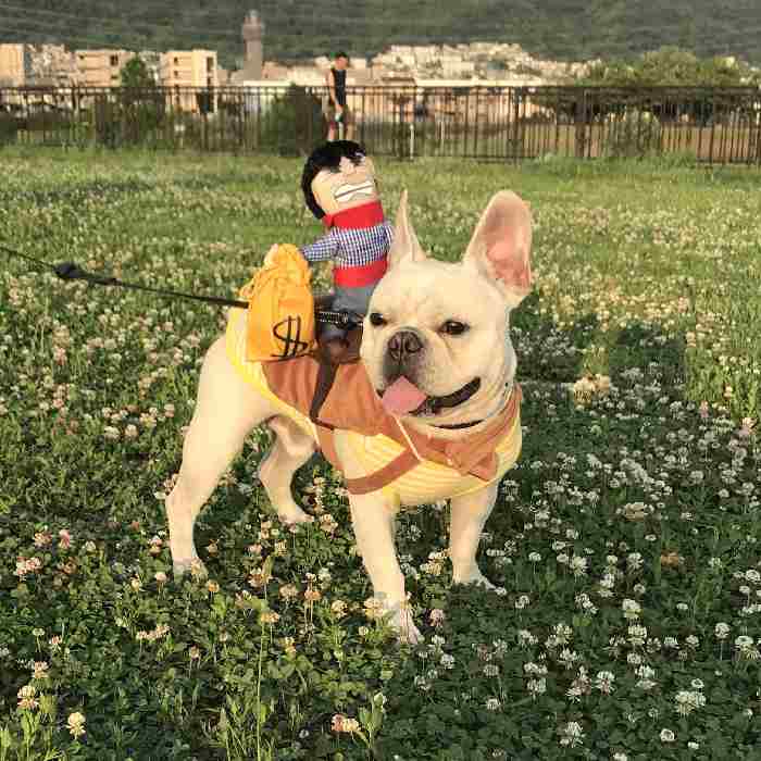 回し者 ハロウィン 着物 着物 コスプレ 愛玩動物効用 カゥボーイ ドール おもしろグッズ カモフラージュ フレンチブルドッグ コーギー 小型犬 中型犬 大型犬 Km560g New Nobhillmusic Com