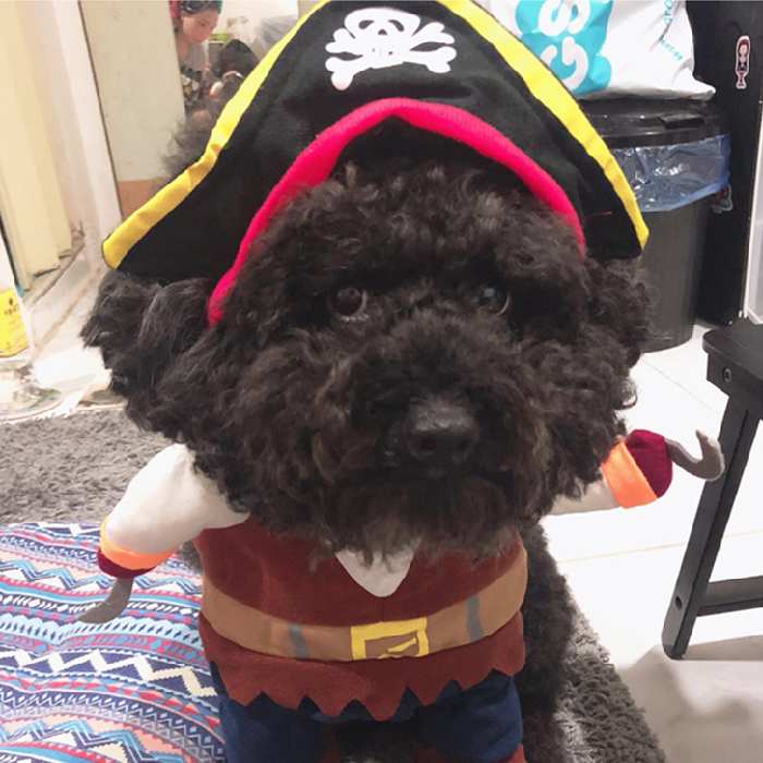 回し者 にゃんにゃん ハロウィン 被服 コスプレ パイレーツ お召しもの おもしろグッズ 商秋 三冬 擬装 フレンチブルドッグ ホーン服 犬 服 コスプレ 愛くるしい 猫服 犬使い方 小型犬 中型犬 変身服 出掛け 撮影備品 Km561g New Foxunivers Com