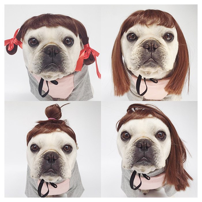 犬 猫 フレンチブルドッグ パーマ アフロ コスプレ ペット服 変装 カツラ おもしろグッズ ハロウィン