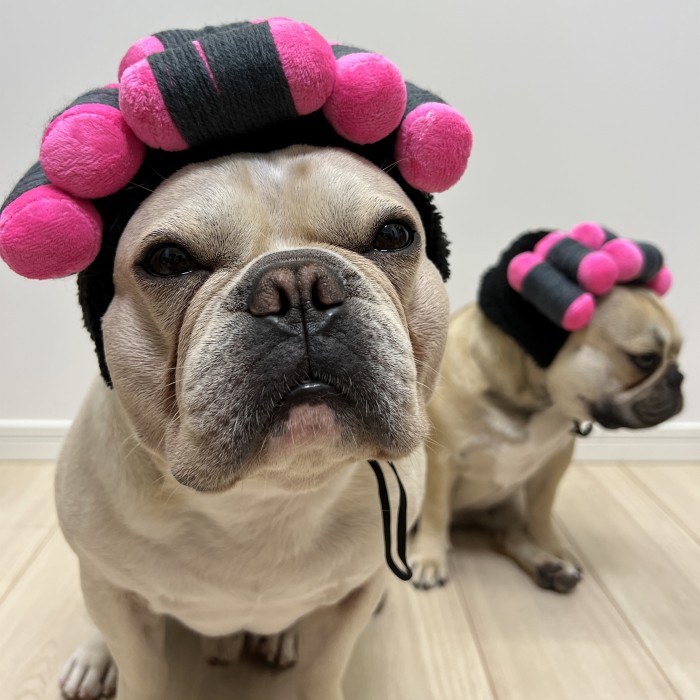 犬 カーラー 猫 カツラ 可愛い 変装 パーマ おもしろグッズ コスプレ フレンチブルドッグ 服 ペット服