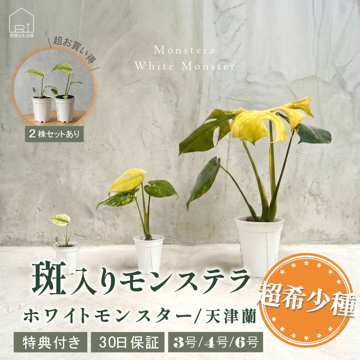 比類のない人のやって行く館＆お買い出しマラソン特集 花・ガーデン・DIY-観葉植物