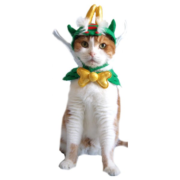 燃えるグリーンドラゴンにゃんセット【うちゅケン君シール1枚付】キャットウエア 付け襟 ネックカラー 帽子 コスプレ ペット名刺 辰年 龍 かわいい おしゃれ