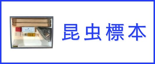 楽天市場】志賀昆虫 アルミ製引抜式捕虫網 (36cm本絹上等網付 150cm