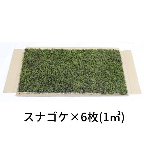 生きてる乾燥苔 スナゴケ 280×580mm 6枚入り(1平方メートル)庭園 造園 盆栽 国産こけ コケ 苔玉 ジオラマ テラリウム コケリウム 壁面 屋上緑化 インテリア グリーン モスパネル モスウォール 花材 苔好き ワークショップ サステナブル 持続可能