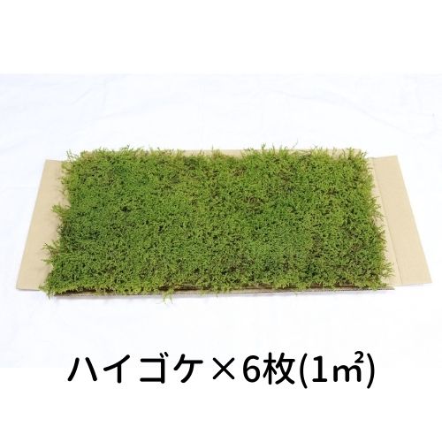 【ゴーゴーセール】生きてる乾燥苔 ハイゴケ 280×580mm　6枚入（1平方メートル）庭園 造園 盆栽 苔玉 ジオラマ テラリウム コケリウム 壁面 屋上緑化 インテリア グリーン モスパネル モスウォール 花材 19,437円