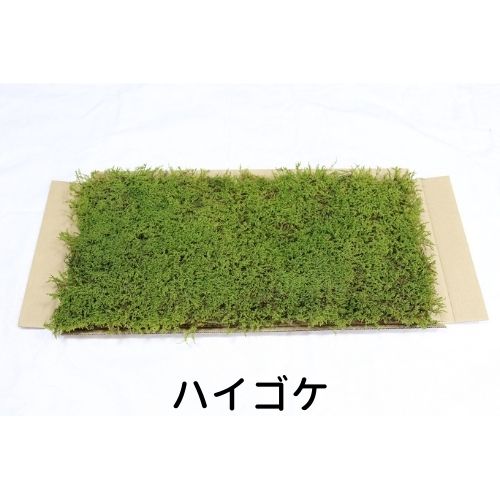 生きてる悴せるコケ ハイゴケ 280 580mm パルコ 造園 盆栽 生得こけ 苔宝玉 ジオラマ テラリウム コケリウム 壁面 屋上緑化 家什 翠色 モスダイアログボックス モスウォール 開花期白木 苔温かみ 細工所 サステナブル キープありうる 国産 送料無料 Vnmsport Com