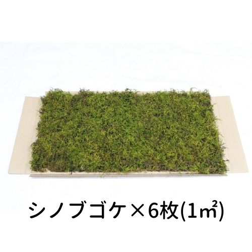 【ゴーゴー大売り出し】生きてるかわき切る苔 シノブゴケ 280×580粍 6枚入（1平方メートル）運動場 造園 盆栽 苔玉 パノラマ テラリウム コケリウム 壁面 屋上緑化 室内装飾 緑であること モスダイアログボックス モスウォール 花材
