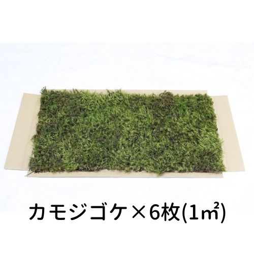 【ゴーゴー大売り出し】生きてるかわき切る苔 カモジゴケ 280×580粍 6枚入（1平方メートル）運動場 造園 盆栽 苔玉 パノラマ テラリウム コケリウム 壁面 屋上緑化 室内装飾 緑であること モスダイアログボックス モスウォール 花材