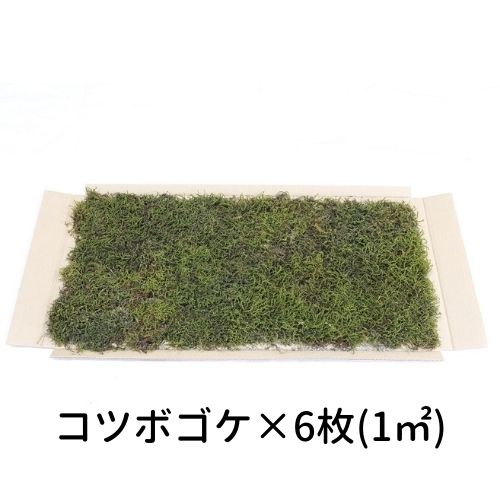 【ゴーゴー大売り出し】生きてるかわき切る苔 コツボゴケ 280×580粍 6枚入（1平方メートル）運動場 造園 盆栽 苔玉 パノラマ テラリウム コケリウム 壁面 屋上緑化 室内装飾 緑であること モスダイアログボックス モスウォール 花材