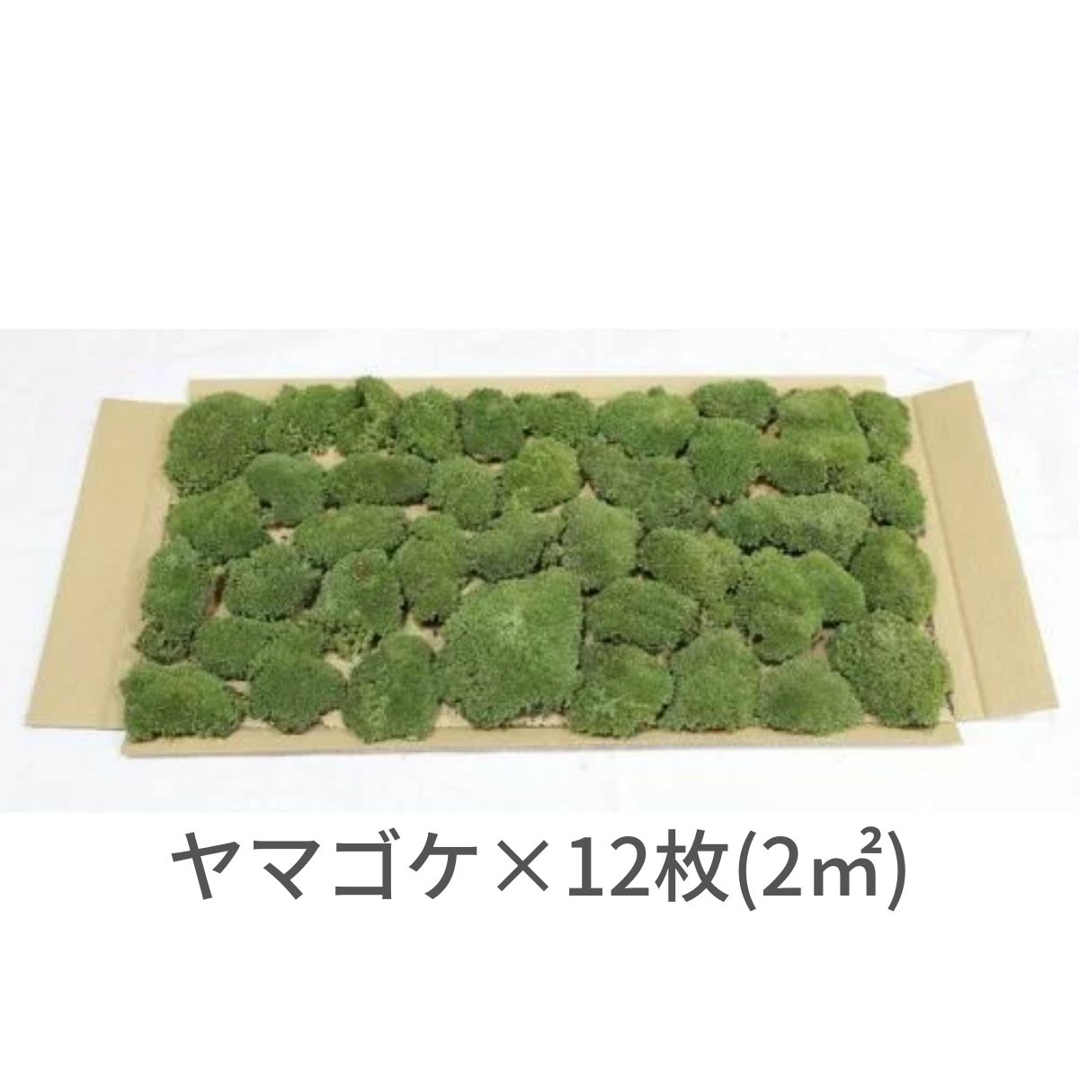 販売再開★継足品★10個セット◎ハイ苔5年物◎造園/苔玉★厚2〜3/長47幅32 販売再開☆継足品☆10個セット◎ハイ苔5年物