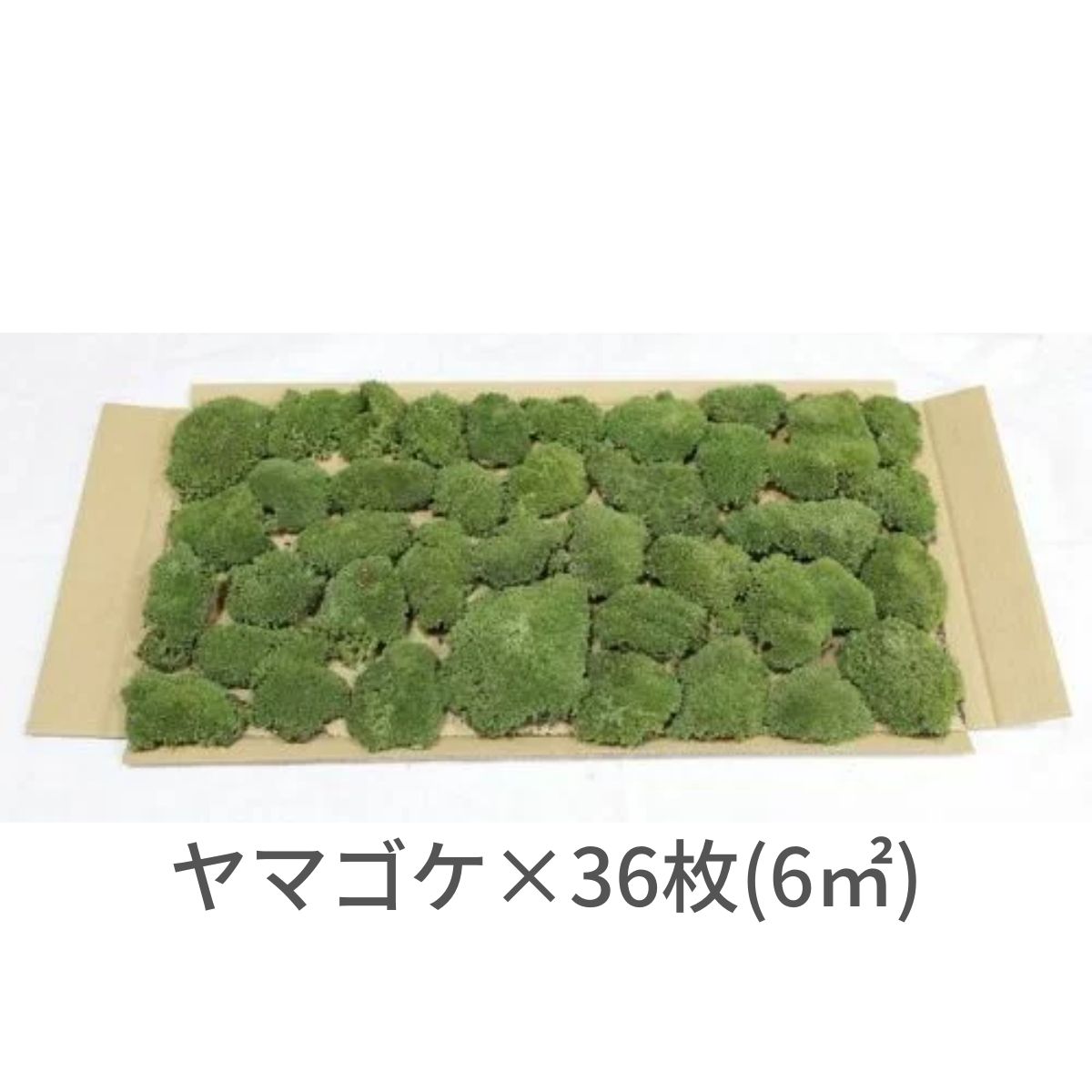 【ゴーゴー大売り出し】生きてるかわき切る苔 ヤマゴケ  6平方メートル用（280×580粍 36枚入り口・入口）運動場 造園 盆栽 こけ 蘚苔 苔玉 パノラマ テラリウム コケリウム 壁面 屋上緑化 室内装飾 緑であること モスダイアログボックス モスウォール 花材