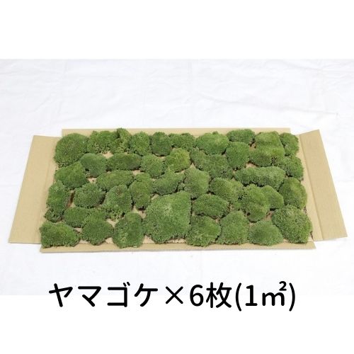生きてる乾燥苔 ヤマゴケ 280×580mm 6枚入り(1平方メートル)庭園 造園 盆栽 こけ コケ 苔玉 ジオラマ テラリウム コケリウム 壁面 屋上緑化 インテリア グリーン モスパネル モスウォール 花材 苔好き ワークショップ サステナブル 持続可能