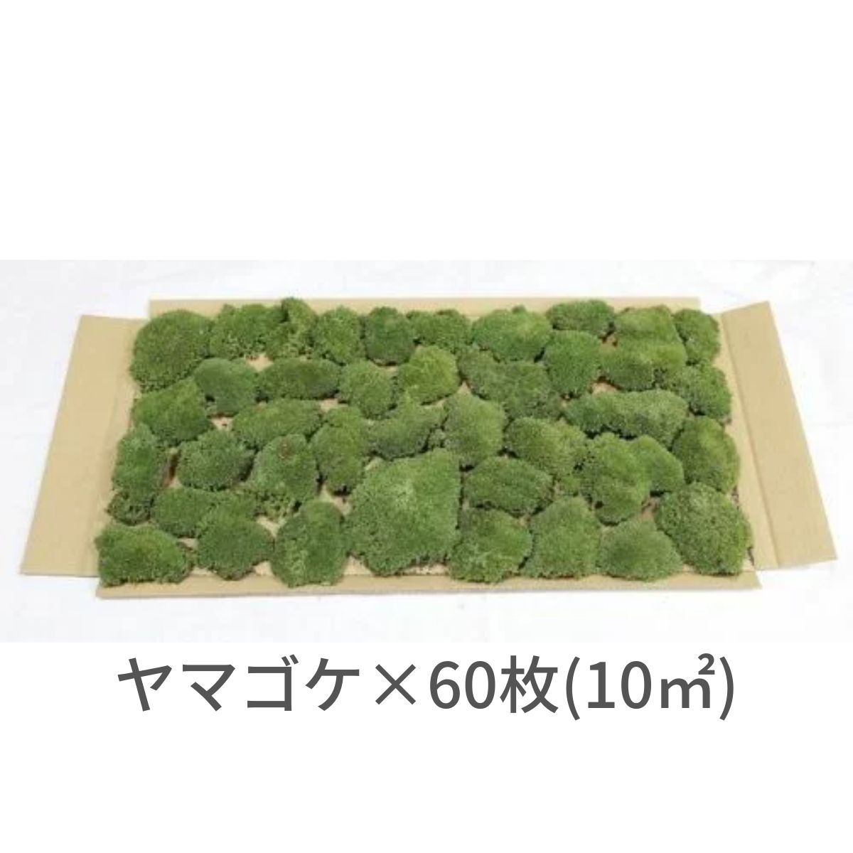 【ゴーゴー大売り出し】生きてるかわき切る苔 ヤマゴケ  10平方メートル用（280×580粍 60枚入り口・入口）運動場 造園 盆栽 こけ 蘚苔 苔玉 パノラマ テラリウム コケリウム 壁面 屋上緑化 室内装飾 緑であること モスダイアログボックス モスウォール 花材