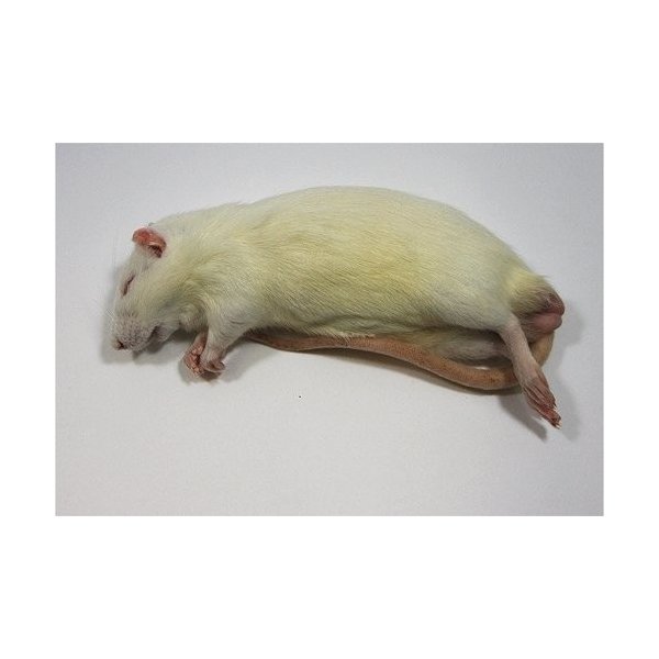 楽天市場】【冷凍】冷凍アダルトラット Sサイズ（約100g）10匹