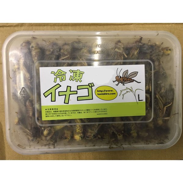 【ビッグセール】【クール便発送】 冷凍イナゴ Lサイズ　200g　冷凍餌 両生類 大型魚 中型魚 小動物 エサ えさ