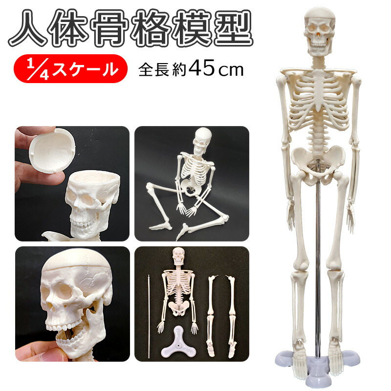 楽天市場】人体模型 キーホルダー 「骨格キーホルダー（頭蓋骨