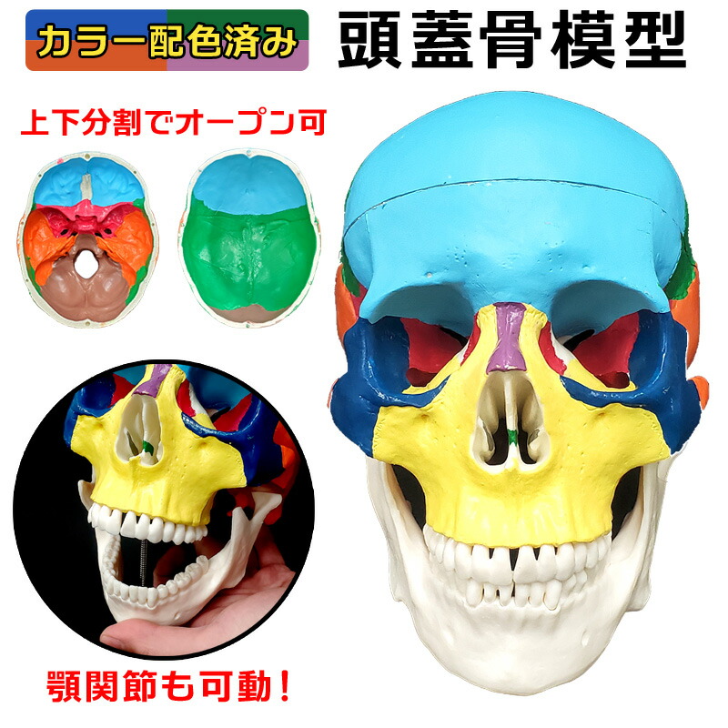 楽天市場】【お得な6点セット】人体模型 キーホルダー 「骨格
