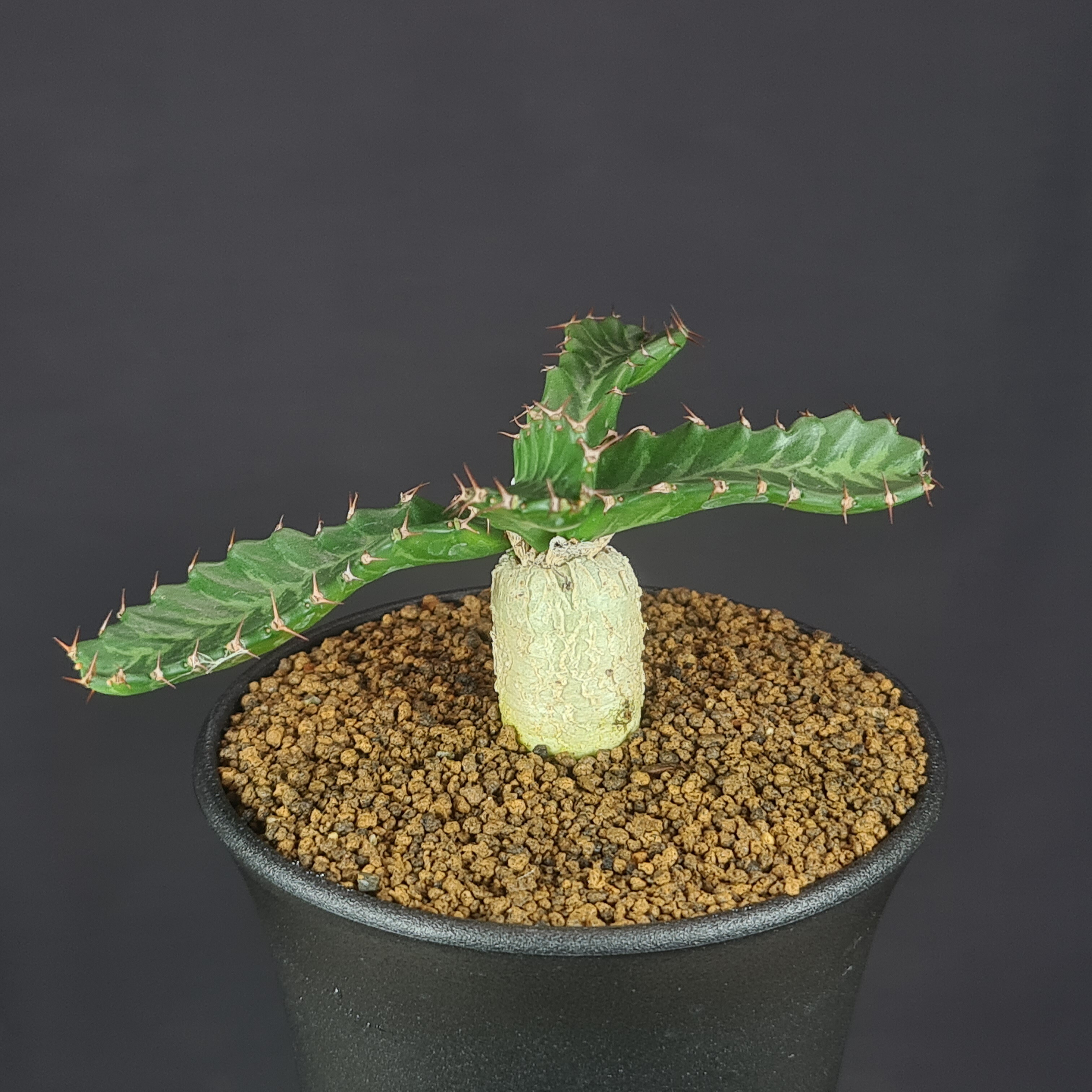 ユーフォルビア　フェロックス　大型株 ユーフォルビア・フェロックスの基本情報・育て方｜多肉植物