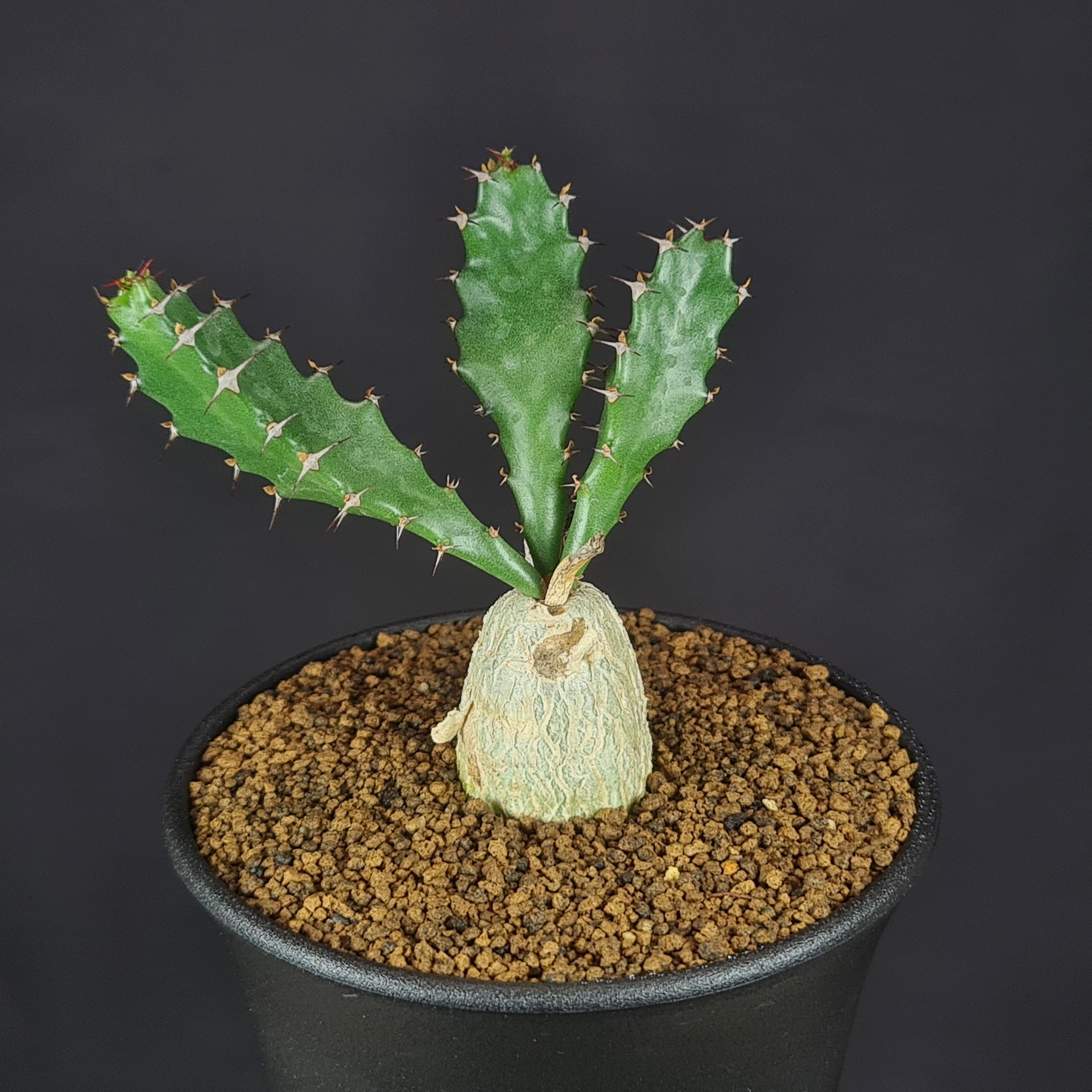 楽天市場】ユーフォルビア・ステラータ 飛竜 9cm鉢 カクタス長田