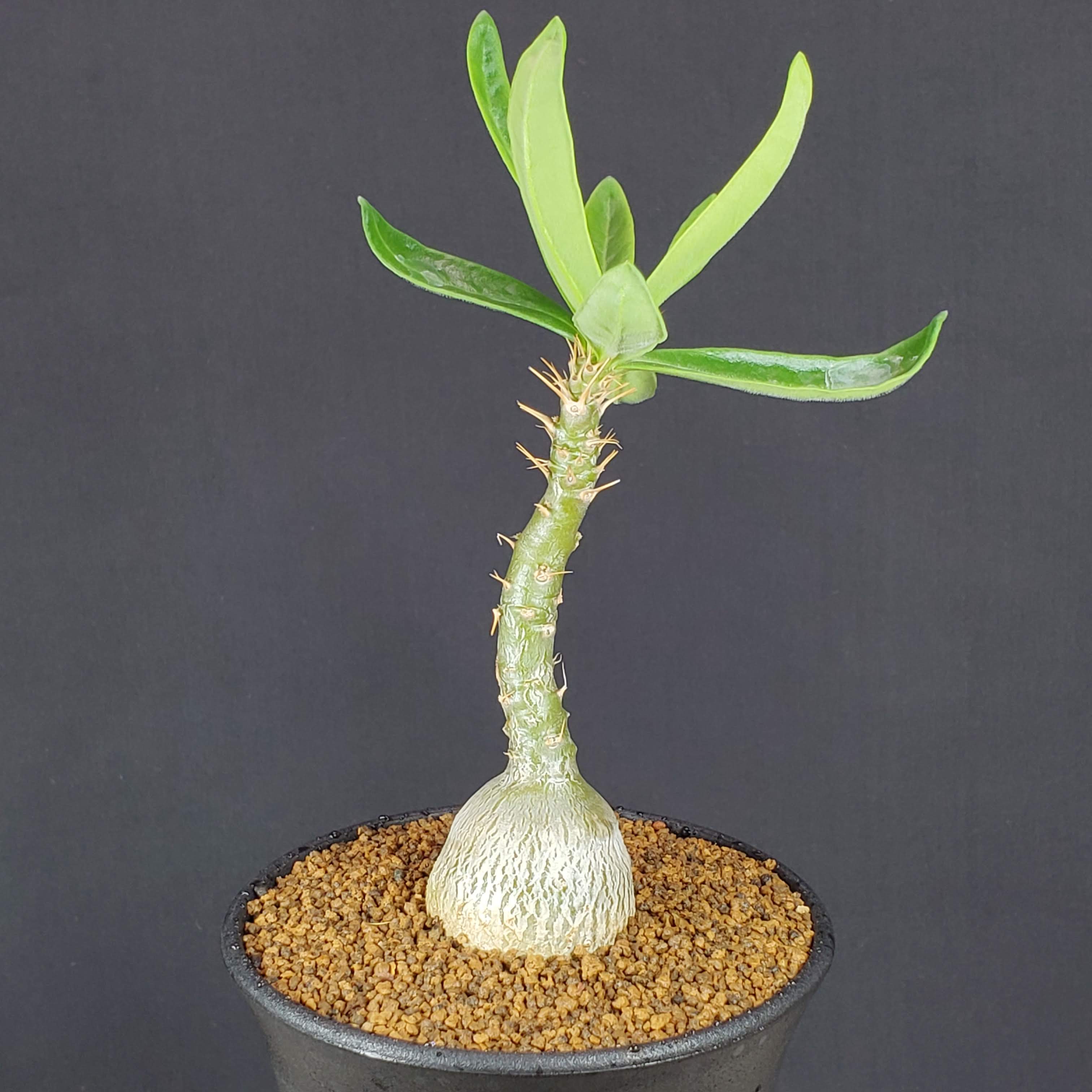 楽天市場】多肉植物 caパキポディウム レウコキサンツム 白花 恵比寿